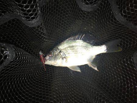 淀川ブリゲー シーズン終了?