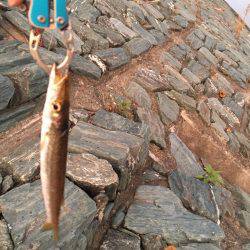 朝まずめ短時間釣行