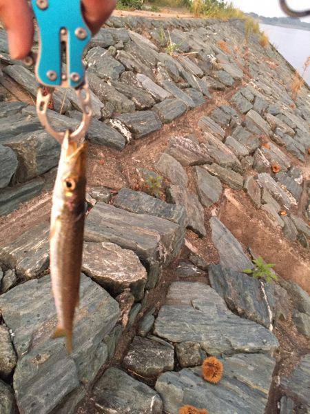 朝まずめ短時間釣行