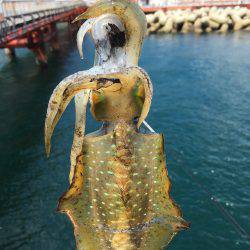 今日もハマチからのアオリイカ❗️