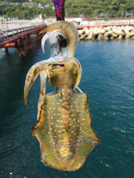 今日もハマチからのアオリイカ❗️