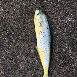 予想外なシイラ