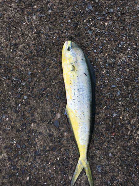 予想外なシイラ