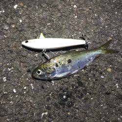 サヨリがらたくさんいました。