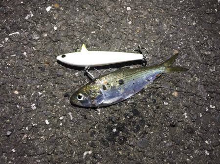 サヨリがらたくさんいました。