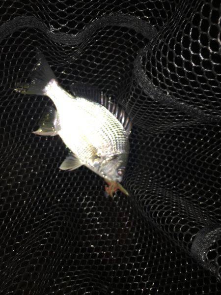 淀川ブリゲー サヨリボイル