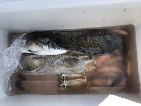 津田沖一文字で12〜15センチのアジ150…