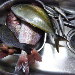 9月の海上釣堀オーパ!!