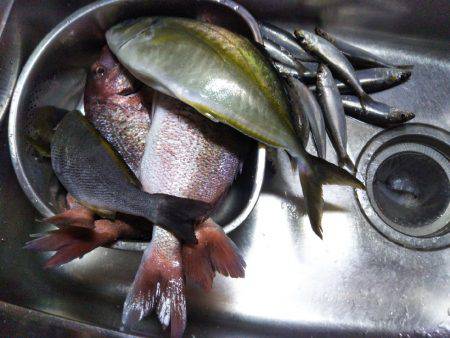 ９月の海上釣堀オーパ!!