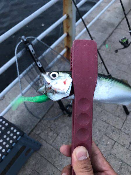 ショアジギング〜ワインド