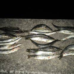 カマスラッシュ‼︎