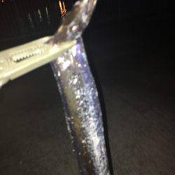 今季初タチウオ！