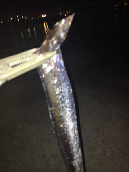 今季初タチウオ！