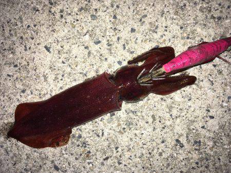 ケンサキ＆新子