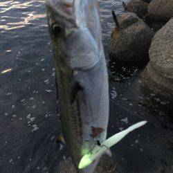 サゴシとカマスとタチウオと