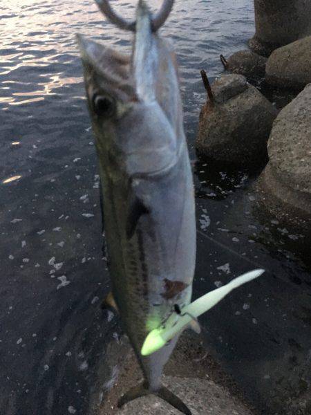 サゴシとカマスとタチウオと