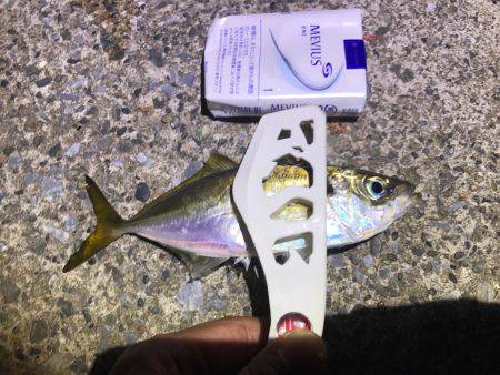 アジングやりました！