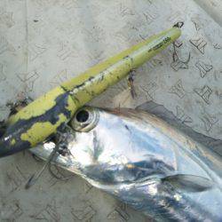 オフショアタチウオ