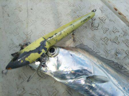 オフショアタチウオ