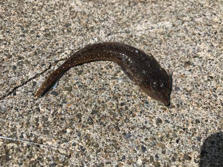 やった！シロギス