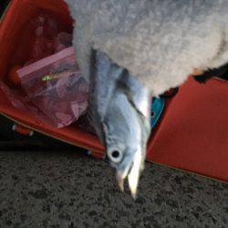 フォールバイト