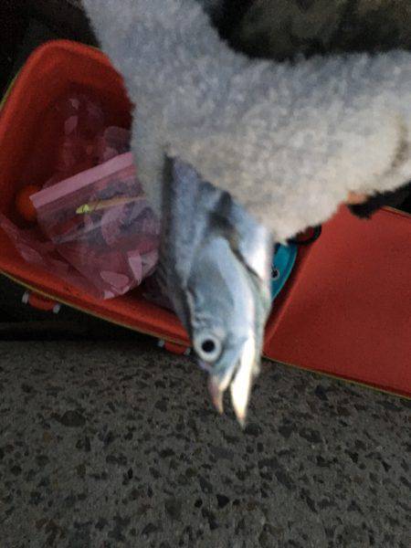 フォールバイト