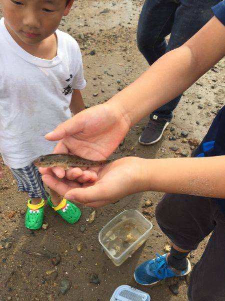 一家でハゼクラ