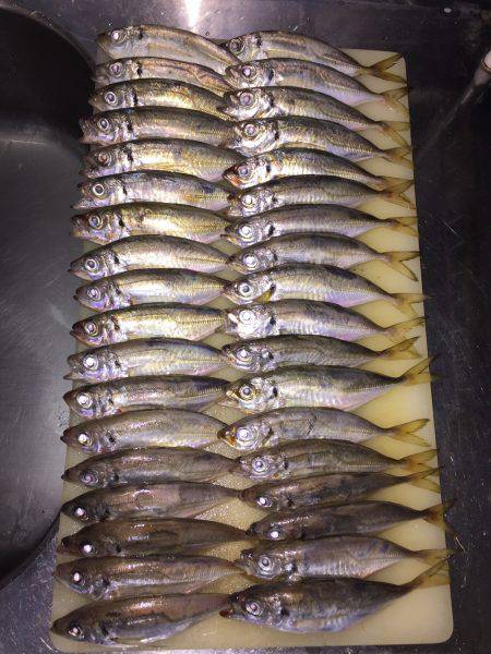 アタリなきアジング