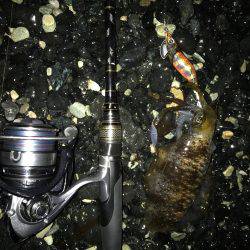 今年度第2回 新子エギング