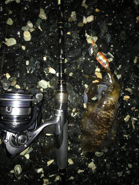 今年度第2回 新子エギング