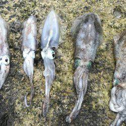 アオリイカ調査