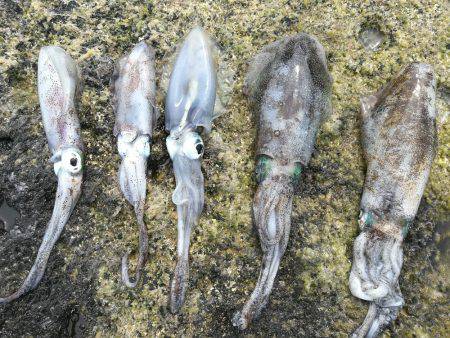 アオリイカ調査