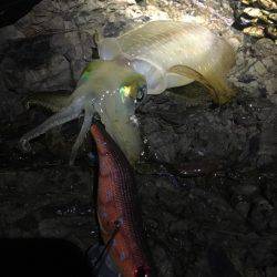 少し渋めの秋イカ釣行