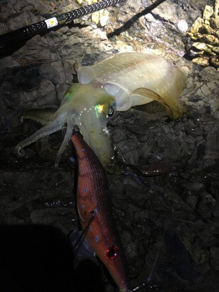 少し渋めの秋イカ釣行