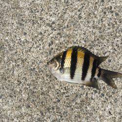 サヨリはどこに