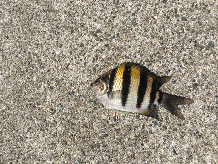 サヨリはどこに