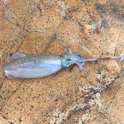 今季初アオリイカ