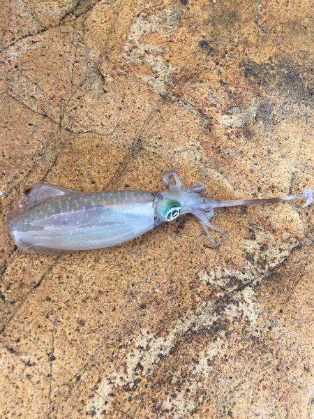 今季初アオリイカ