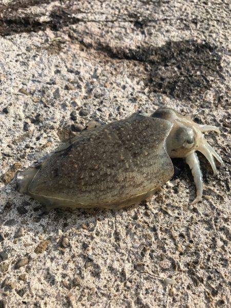 鳴門は人がいっぱい´д` ;