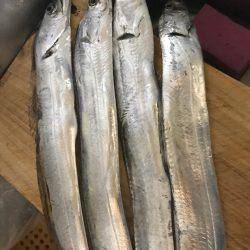 貝塚にてワインド調査