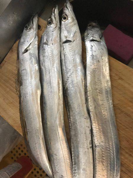 貝塚にてワインド調査