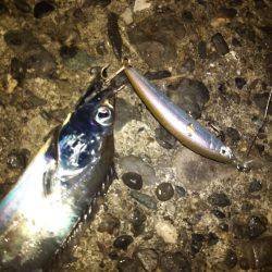 夕マズメ1時間釣行