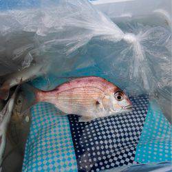 ちょい投げマジ楽しめる！(￣▽￣)v