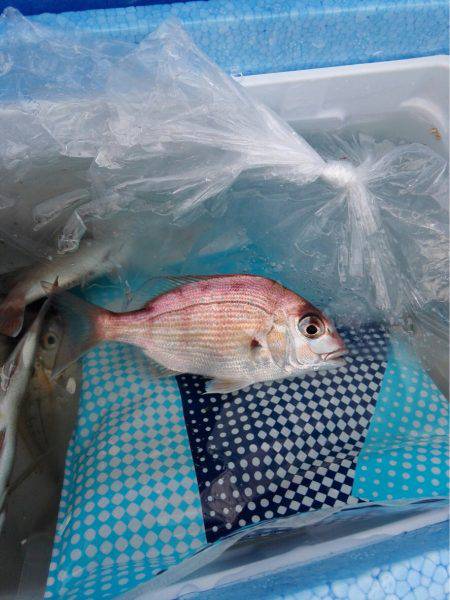 ちょい投げマジ楽しめる！(￣▽￣)v