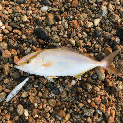 朝マヅメ高活性