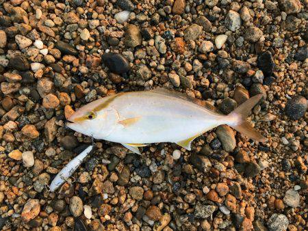 朝マヅメ高活性