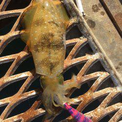 いつものように…ハマチからの〜アオリイカ