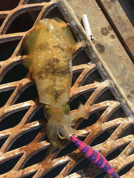 いつものように…ハマチからの〜アオリイカ