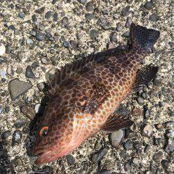 お手軽ライトロック