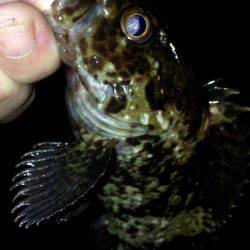 休み前アジング